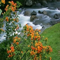 Коста Рика, диви цветя на река Сайгре от Кати - Гордън Илг