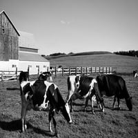 Холщайн млечни крави Уестби-Вернон Окръг-Уисконсин Печат на плакат-Карол Хайсмит