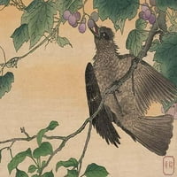 Японски отпечатък от природата на птица, ядеща грозде. Печат на плакати от Kuwagata Kesai